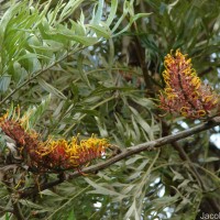 Grevillea robusta A.Cunn. ex R.Br.
